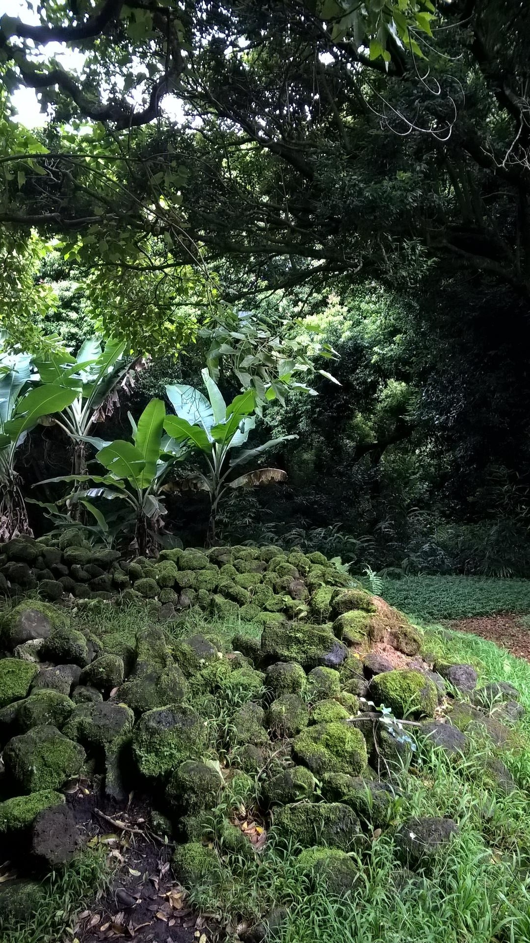 Die Natur holt sich hier alles wieder zurück