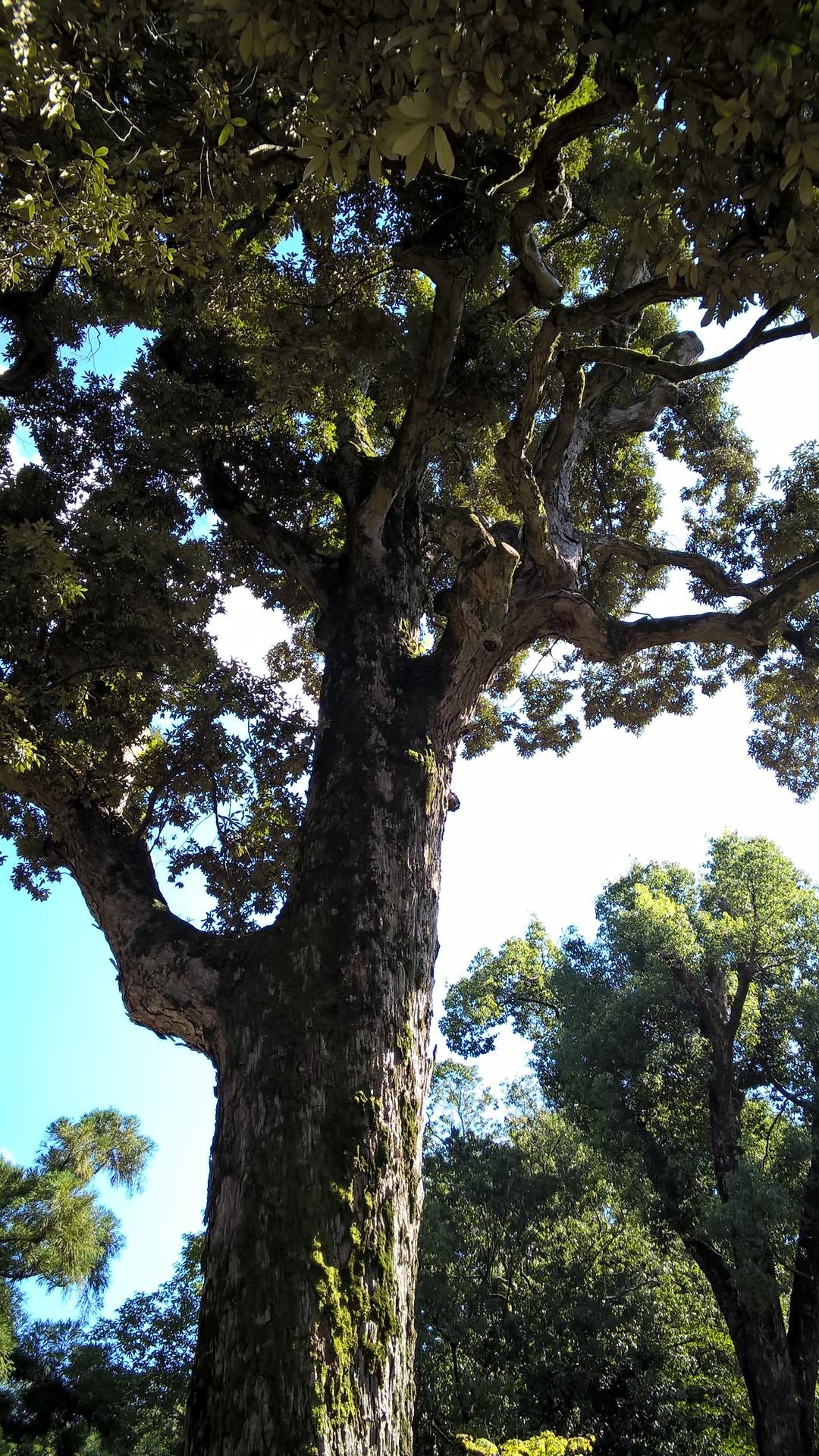 Am Eingang vom Tempel steht ein einsamer Baum: Ob man hier Ruhe finden kann?