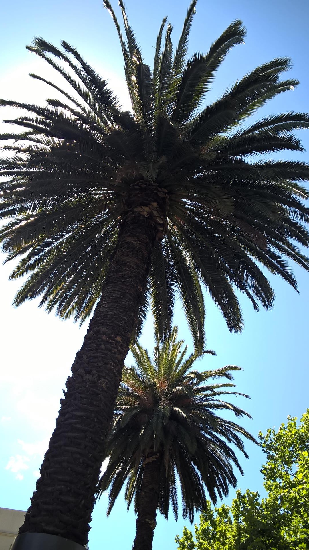 Palmen gibt es auch in Melbourne